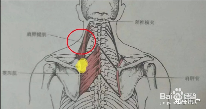 颈椎病怎么治疗好？ 治疗颈椎病最好的方法是什么？-2.jpg