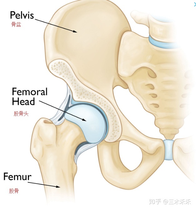 股骨头坏死能治疗吗？-2.jpg